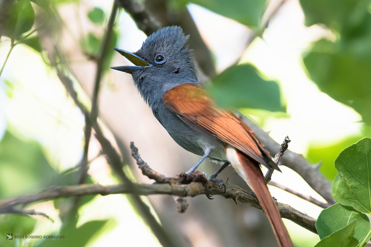 African Paradise-Flycatcher - Rogério Rodrigues