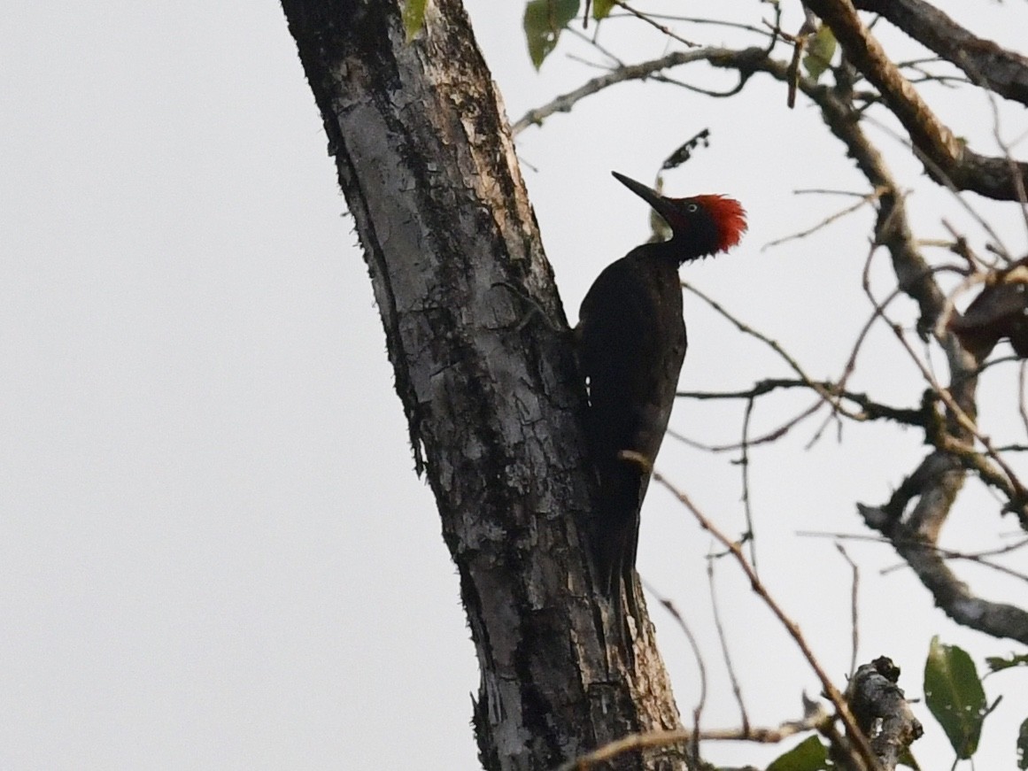 White-bellied Woodpecker - ML139130911