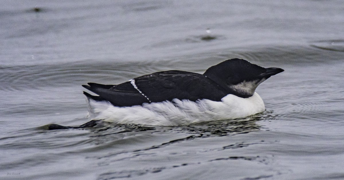 Thick-billed Murre - ML139132711