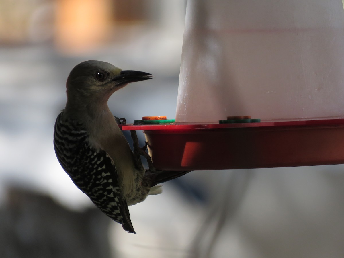 Red-crowned Woodpecker - ML139132831