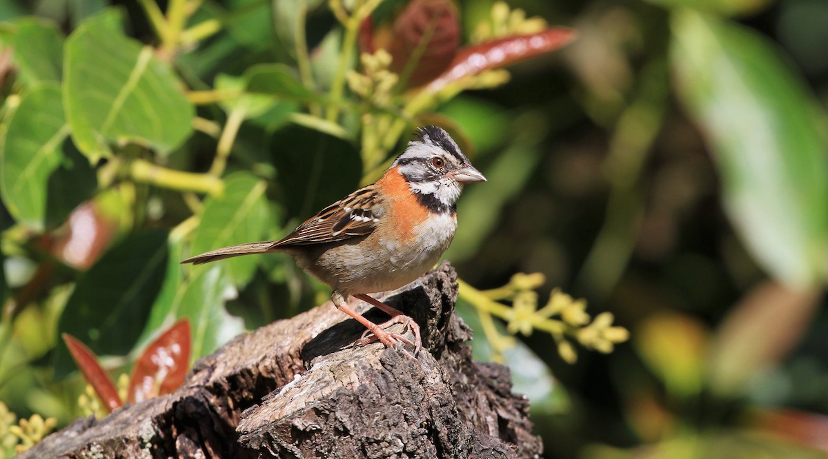 Rufous-collared Sparrow - ML139135301