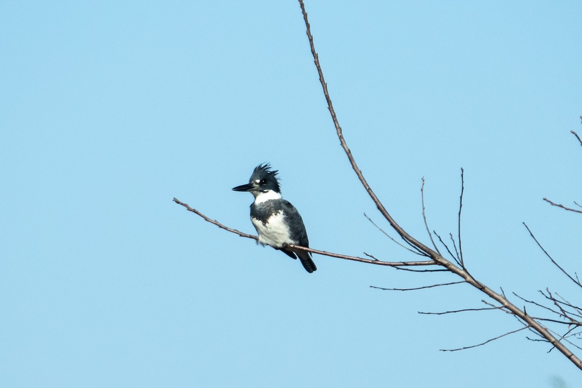 Belted Kingfisher - ML139136021