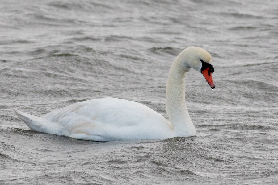 Mute Swan