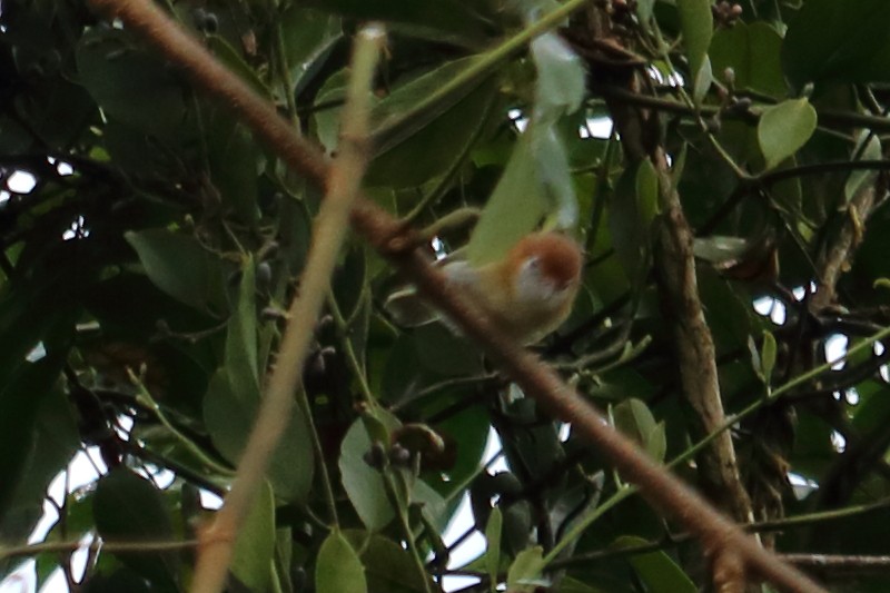 Rufous-naped Greenlet - ML139136121