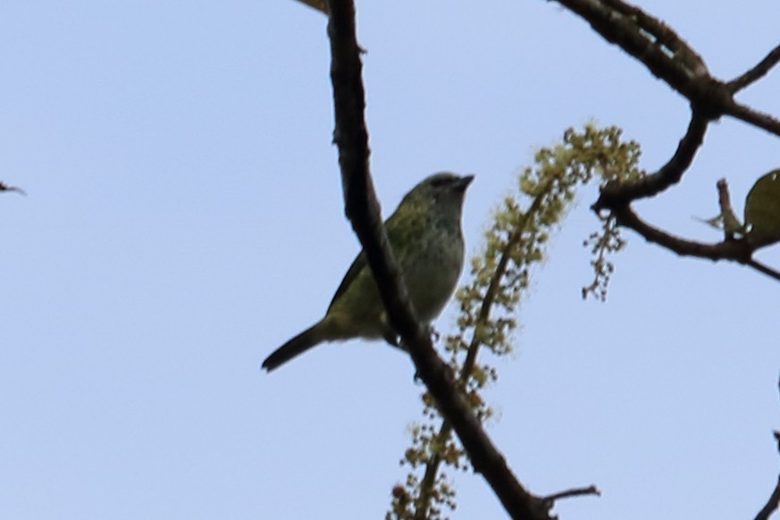 Spotted Tanager - ML139136641