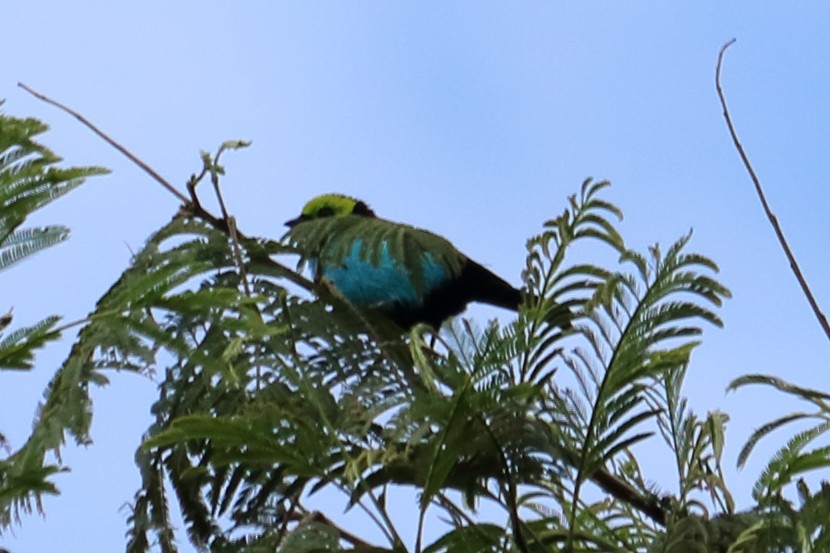 Paradise Tanager - ML139138441