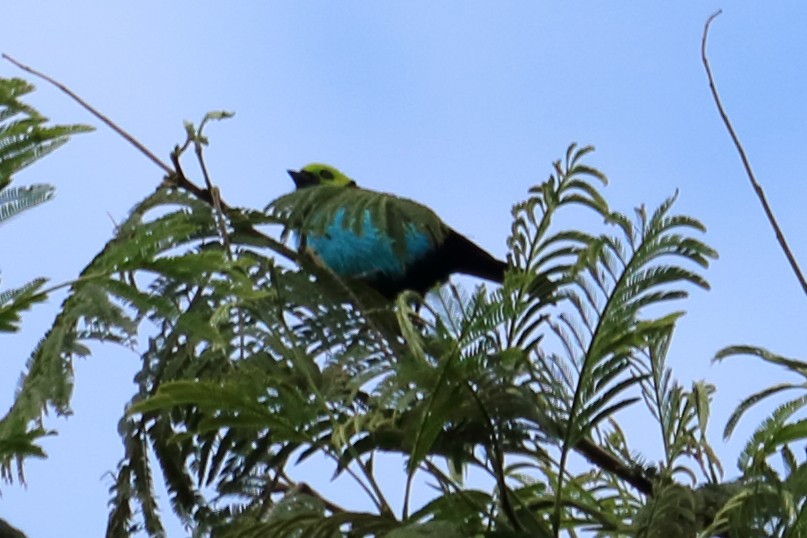 Paradise Tanager - ML139138451