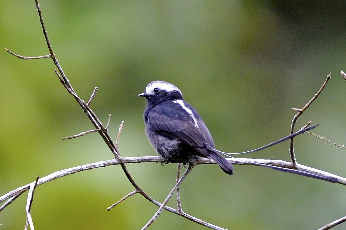 Long-tailed Tyrant - Gerald Friesen