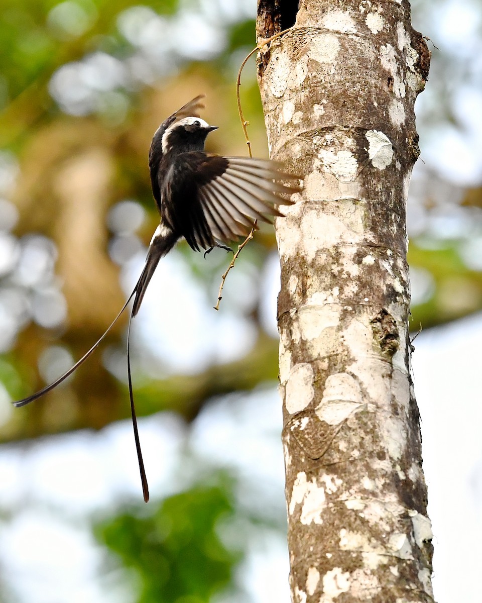 Long-tailed Tyrant - Gerald Friesen