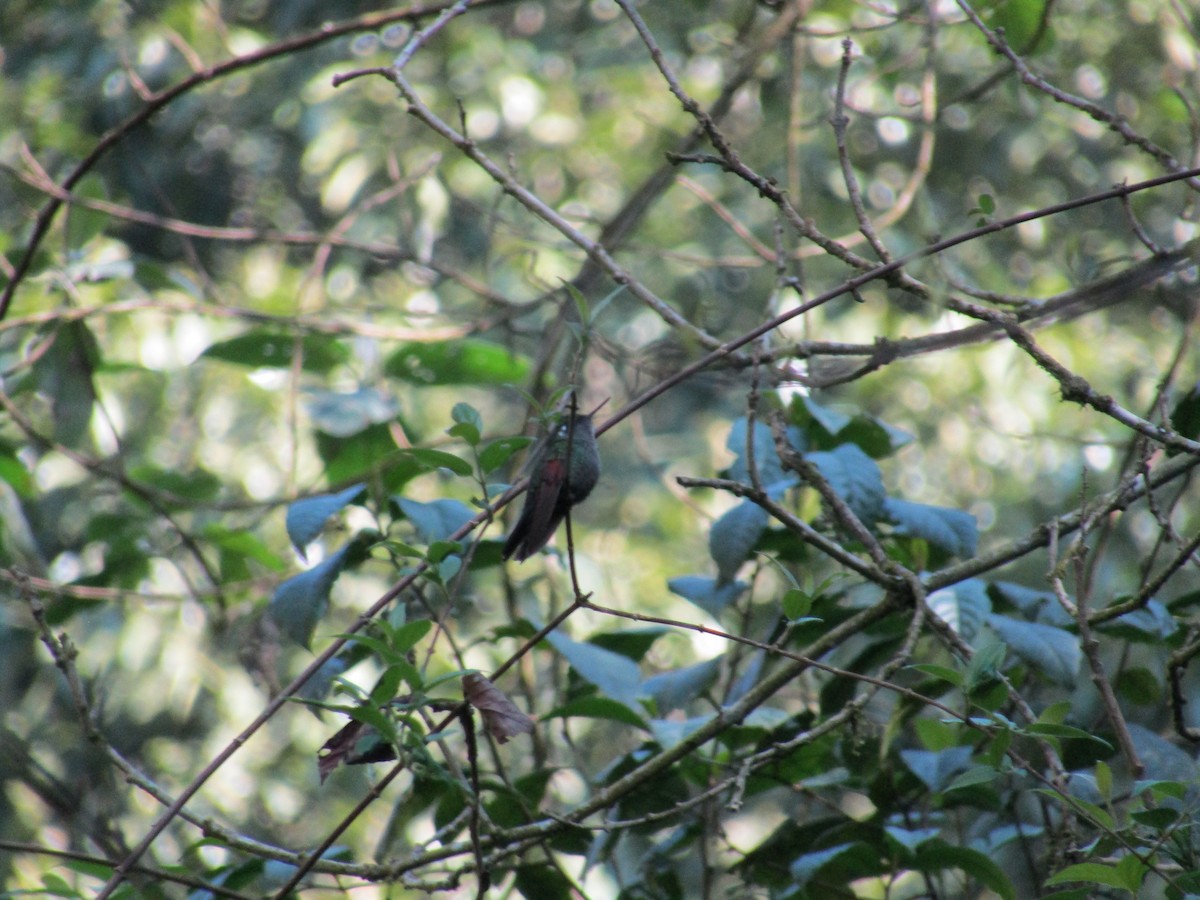 Garnet-throated Hummingbird - ML139140031