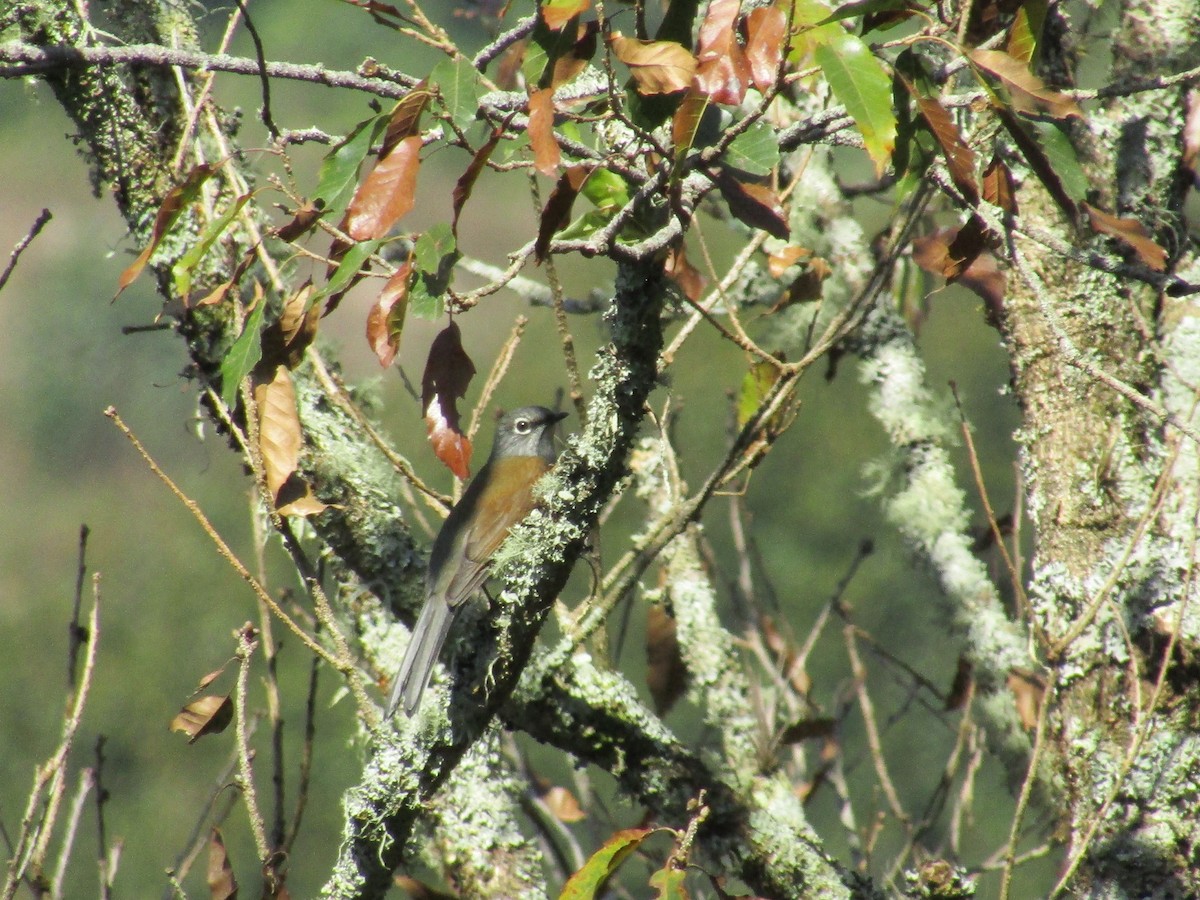 Brown-backed Solitaire - ML139140981