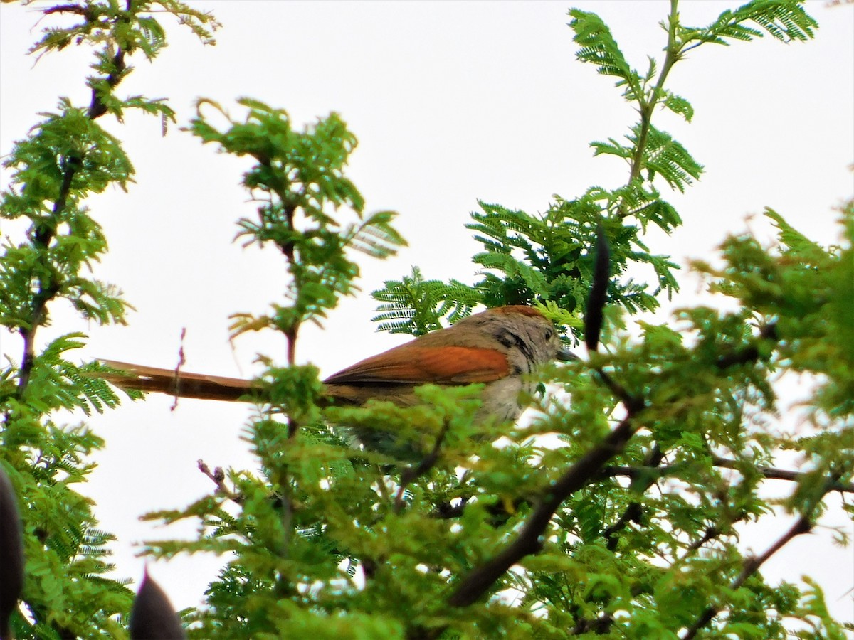 Sooty-fronted Spinetail - Nicolás Bejarano