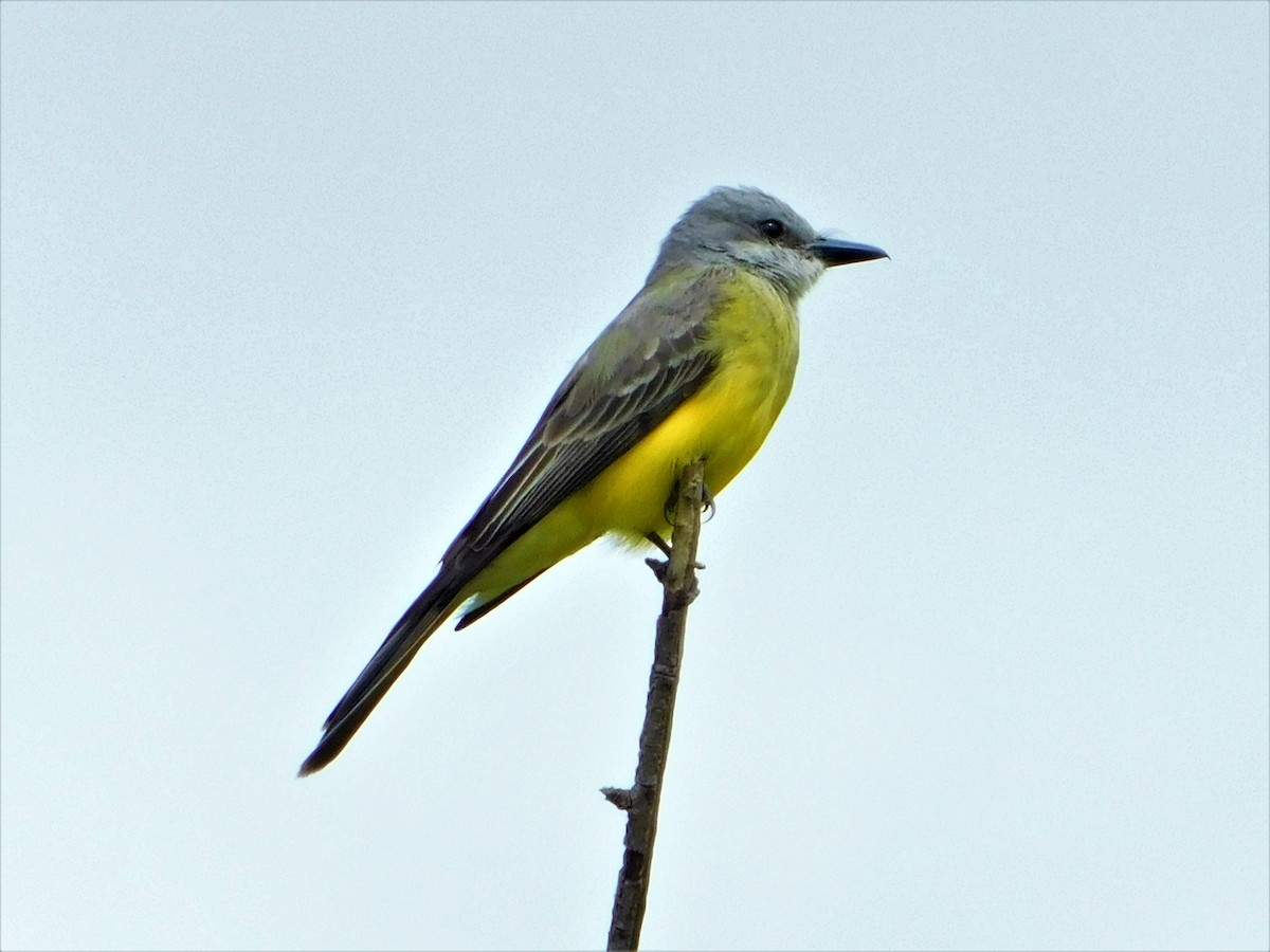 Tropical Kingbird - Nicolás Bejarano