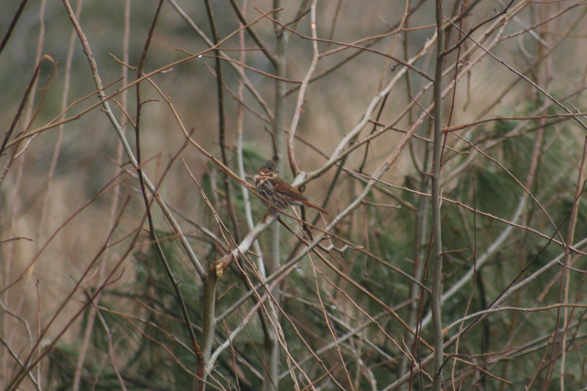 Fox Sparrow (Red) - Martina Nordstrand