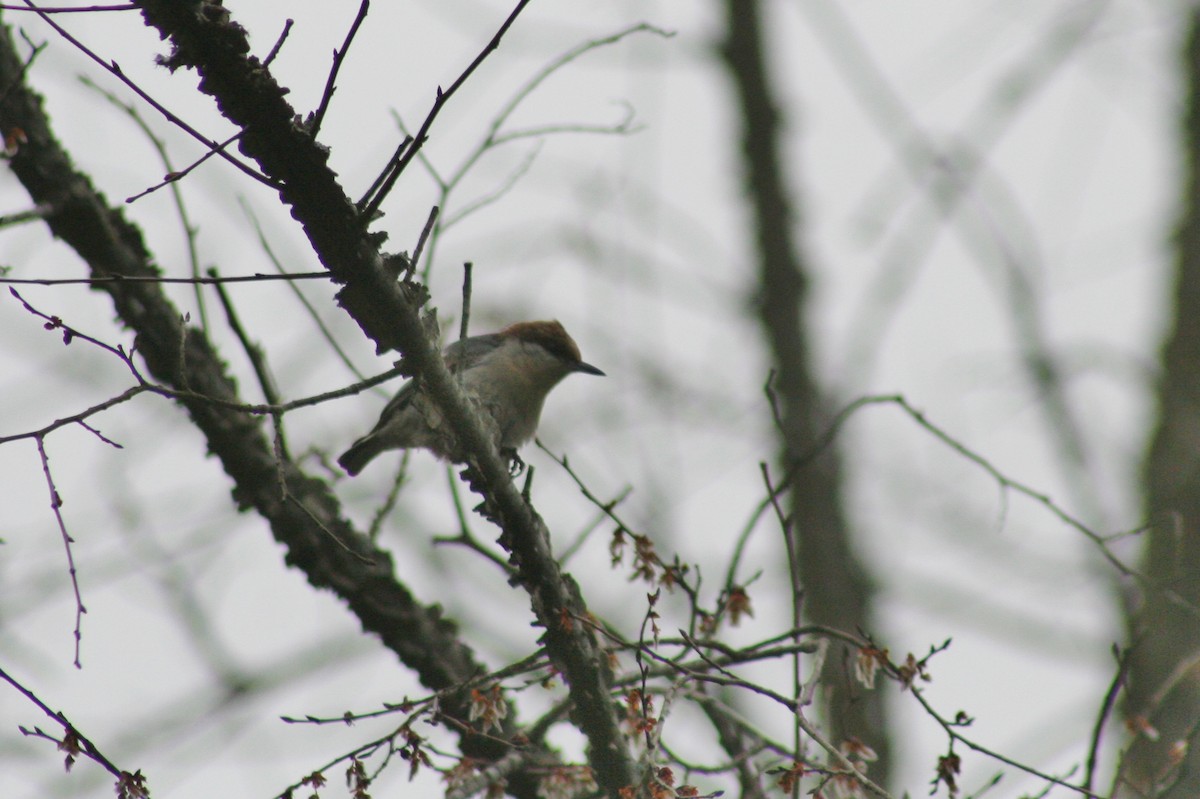 Brown-headed Nuthatch - ML139143571