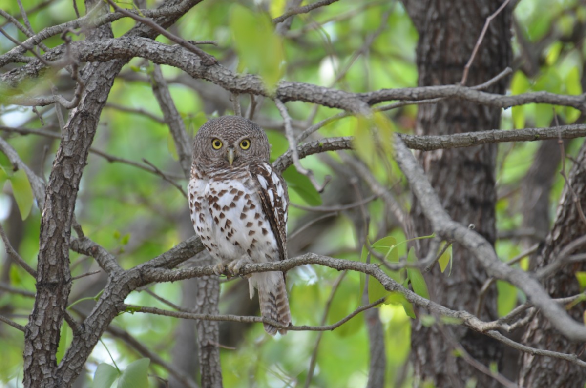 African Barred Owlet - ML139143861