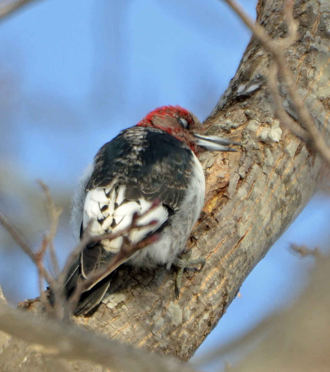 Red-headed Woodpecker - ML139144801