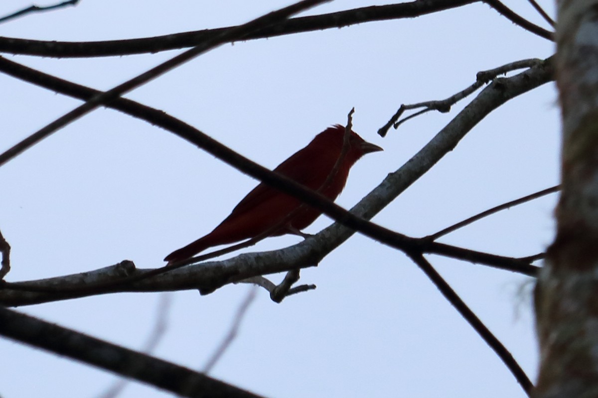 Scarlet Tanager - ML139145241
