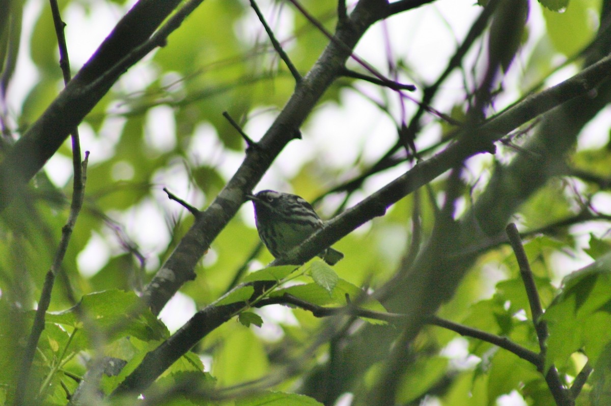 Black-and-white Warbler - ML139145791
