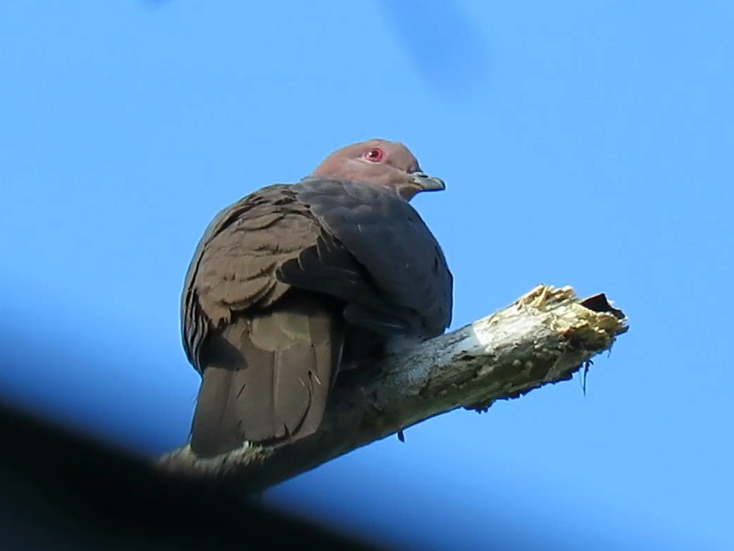 Short-billed Pigeon - Ron Batie
