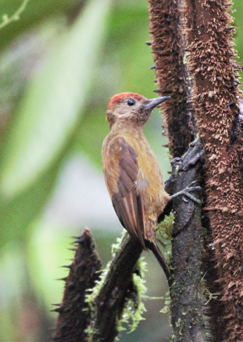 Smoky-brown Woodpecker - Sue Riffe