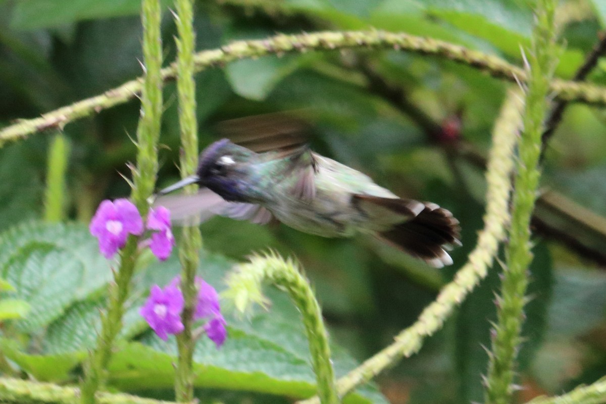 Violet-headed Hummingbird - ML139152441