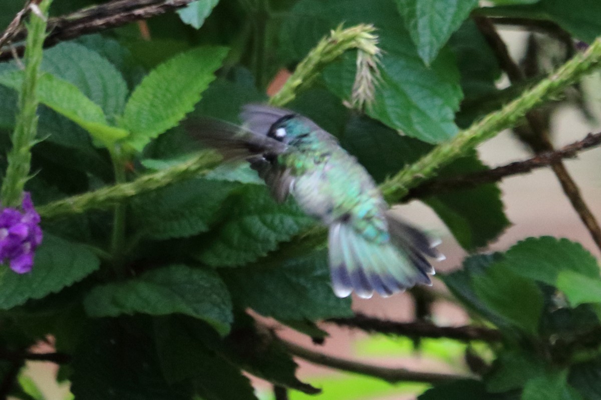 Violet-headed Hummingbird - ML139152651