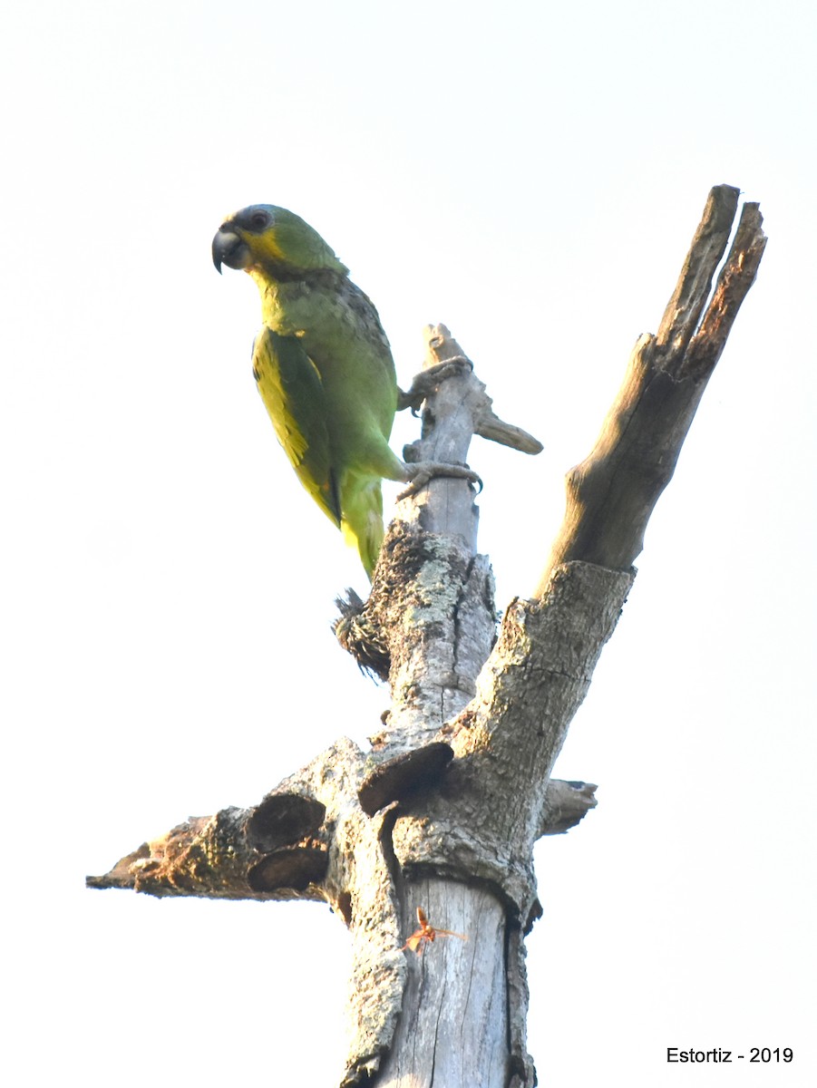 Orange-winged Parrot - Esteban Ortiz