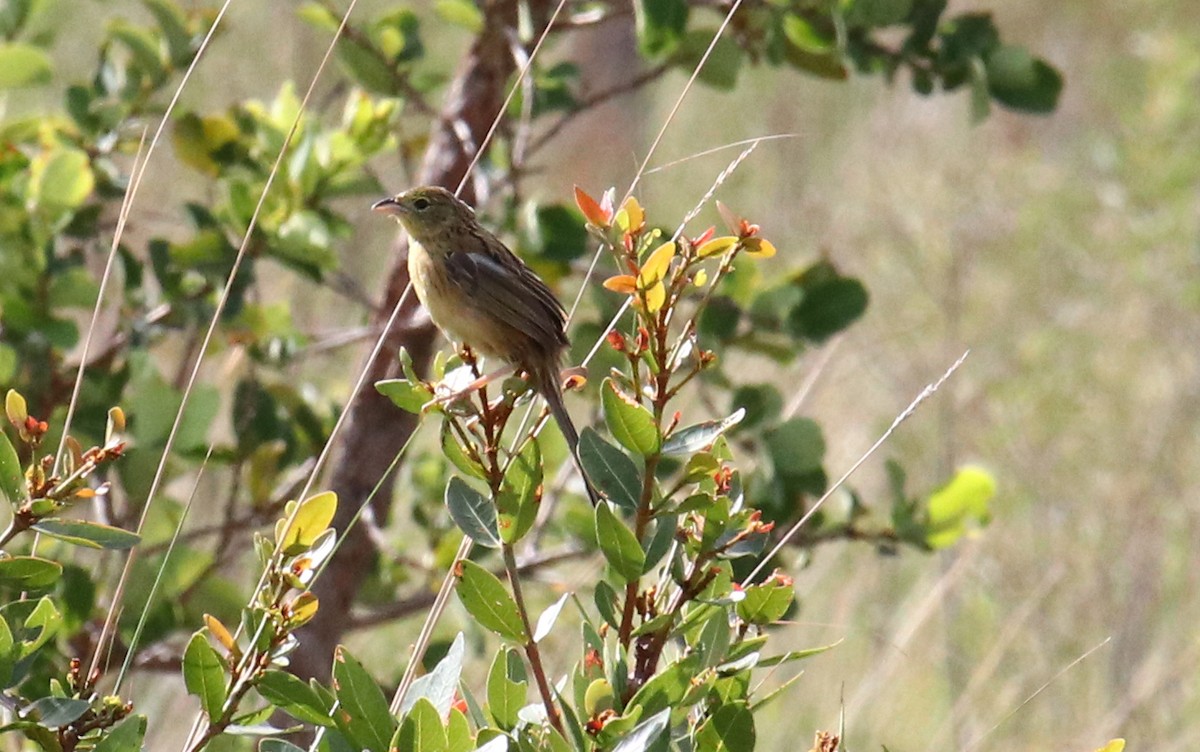 Wedge-tailed Grass-Finch - Cesar Lacerda