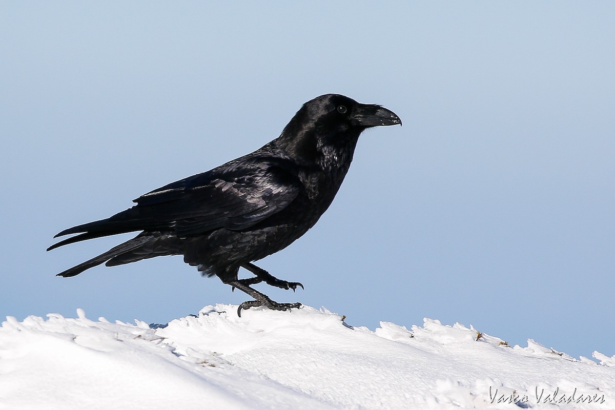 Common Raven - Vasco Valadares