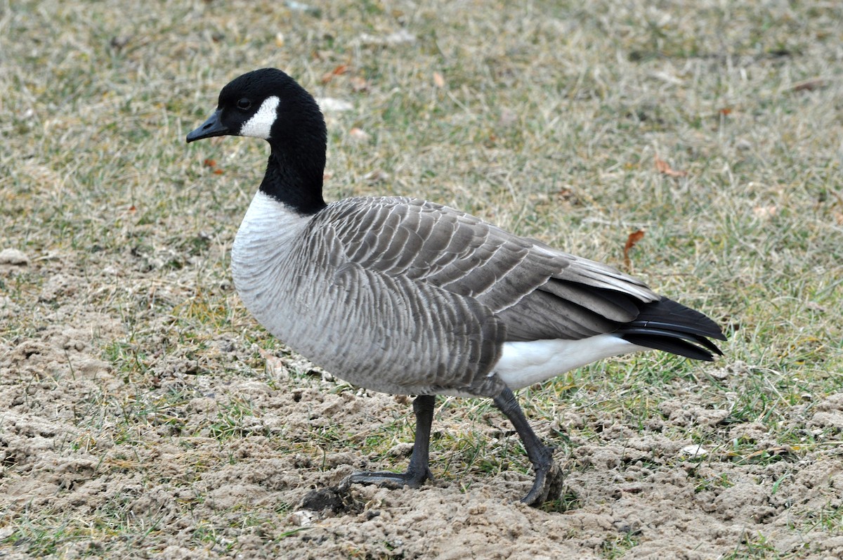 Cackling Goose (Richardson's) - Matthew Cvetas