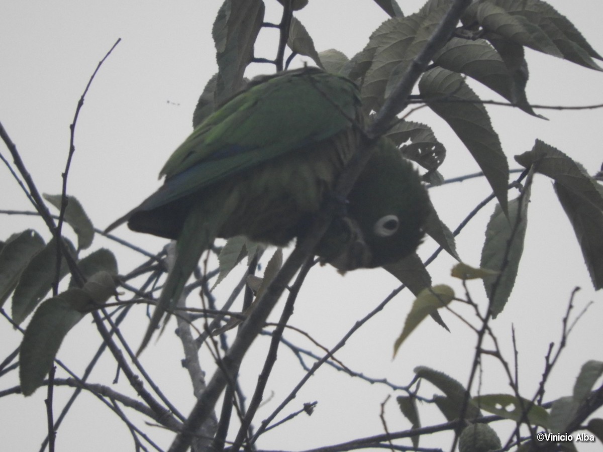 Olive-throated Parakeet - Vinicio Alba