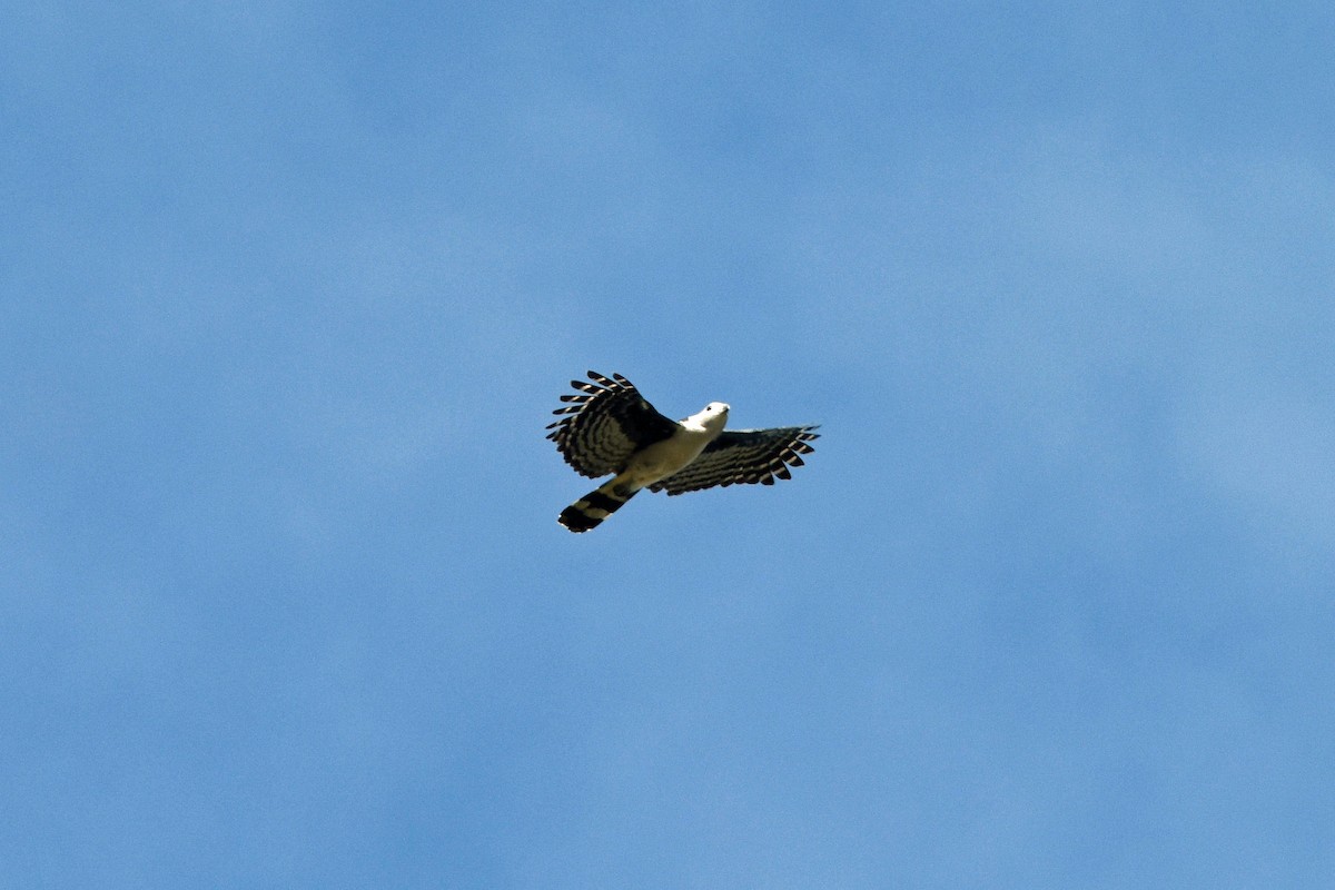 Gray-headed Kite - Charles Shaffer