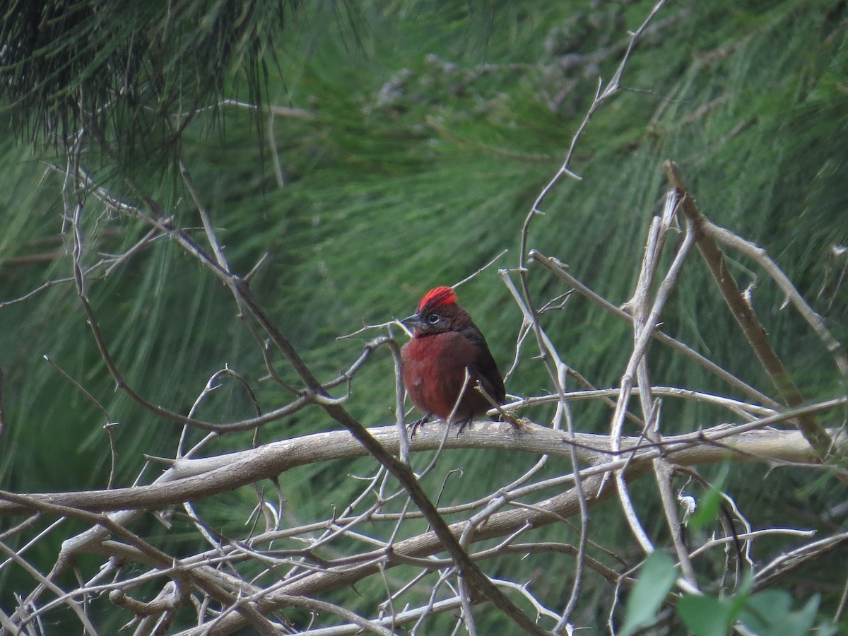 Red-crested Finch - Ricardo Battistino