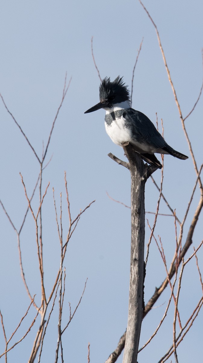 Belted Kingfisher - Nathaniel Behl