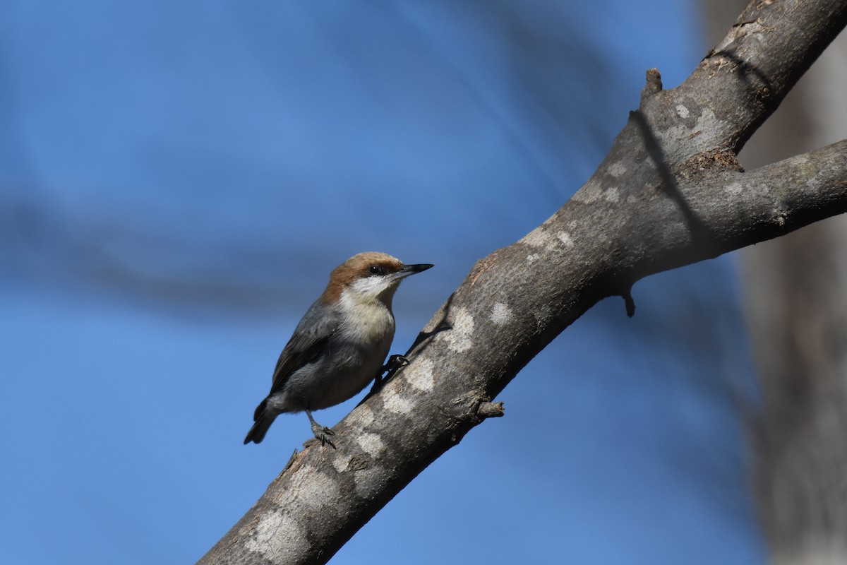 Brown-headed Nuthatch - ML139163371
