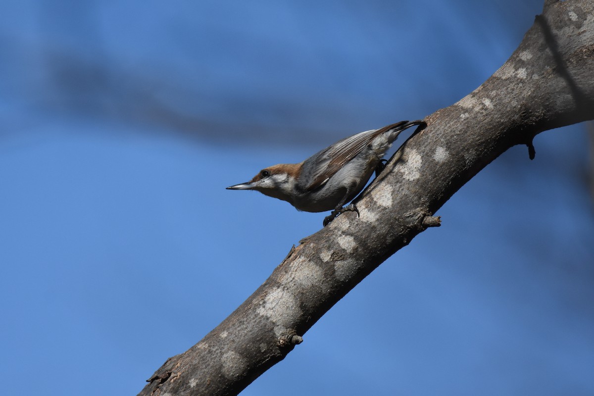 Brown-headed Nuthatch - ML139163381