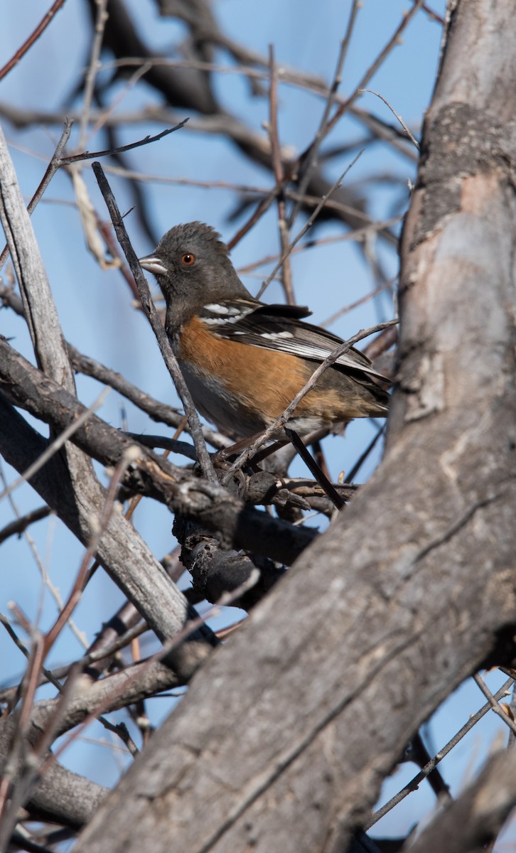 Spotted Towhee - ML139163831