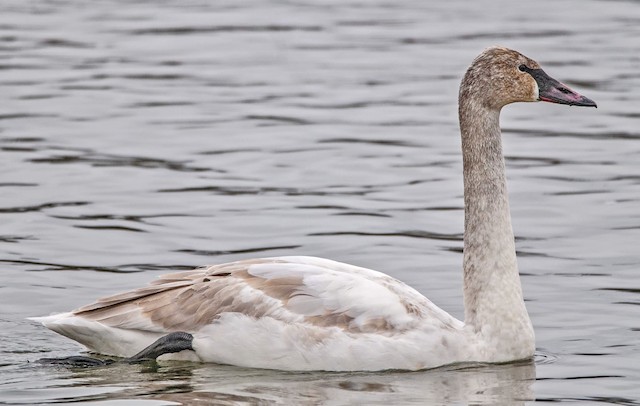 Plumages, Molts, and Structure - Trumpeter Swan - Cygnus buccinator ...