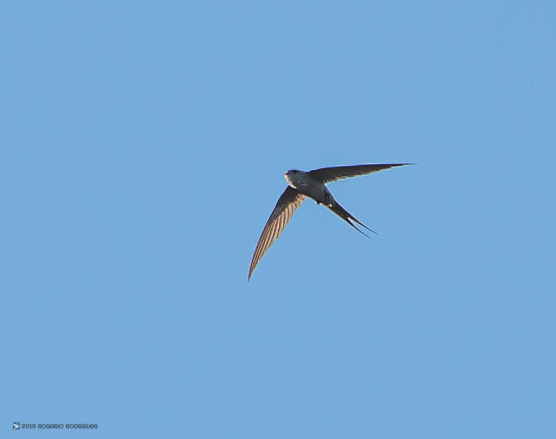 African Palm Swift - Rogério Rodrigues