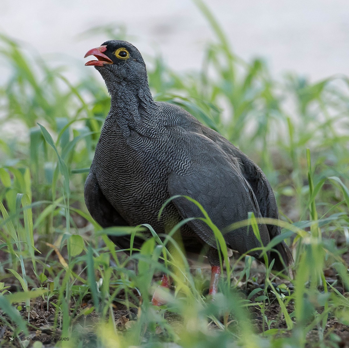 Red-billed Spurfowl - Rogério Rodrigues