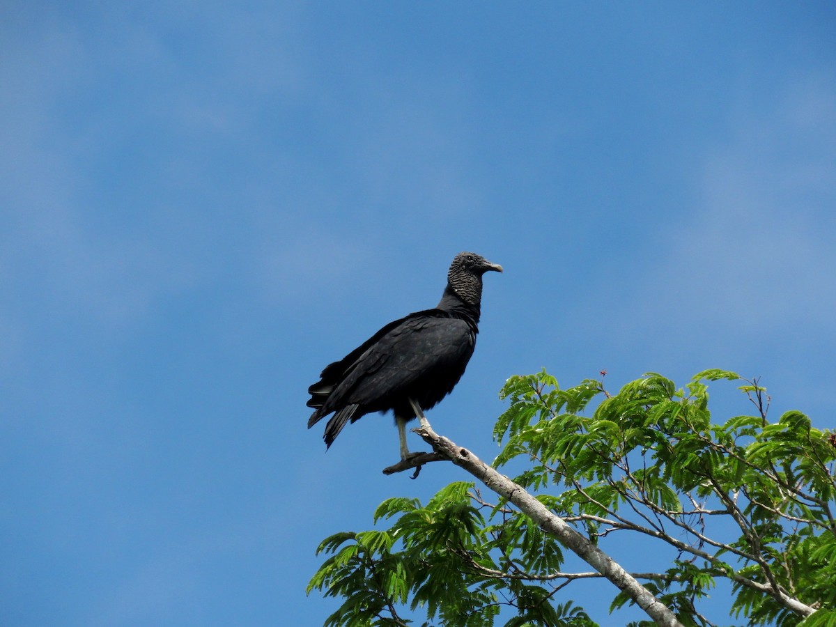 Black Vulture - Jamal Andrewin