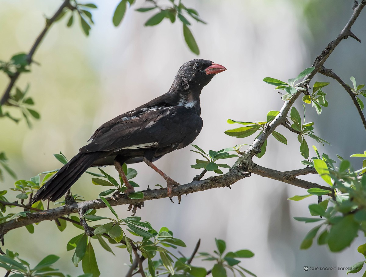 Red-billed Buffalo-Weaver - Rogério Rodrigues