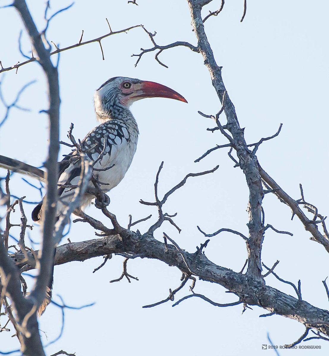 Southern Red-billed Hornbill - Rogério Rodrigues