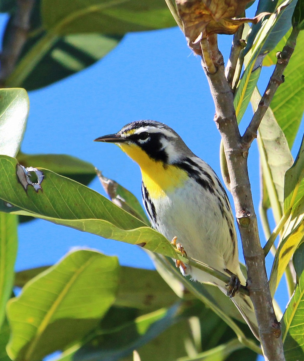 Yellow-throated Warbler - Jan Allen