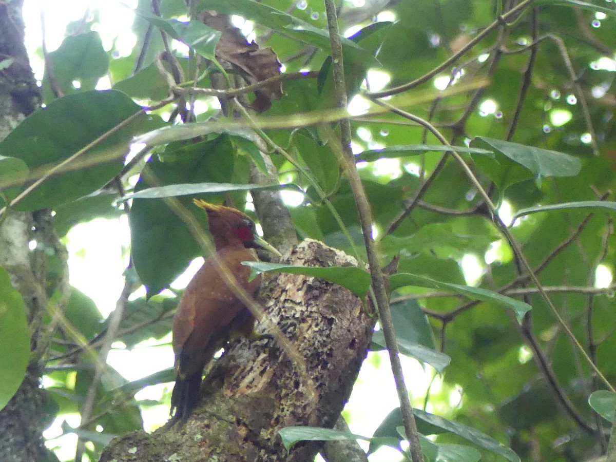 Chestnut Woodpecker - Susan Brauning