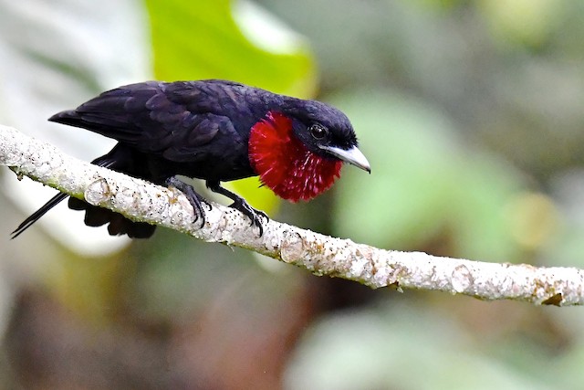 Purple-throated Fruitcrow - eBird