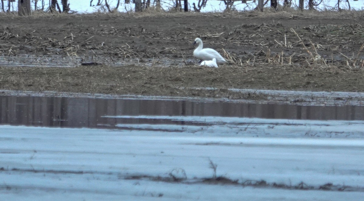Tundra Swan (Whistling) - Gale VerHague