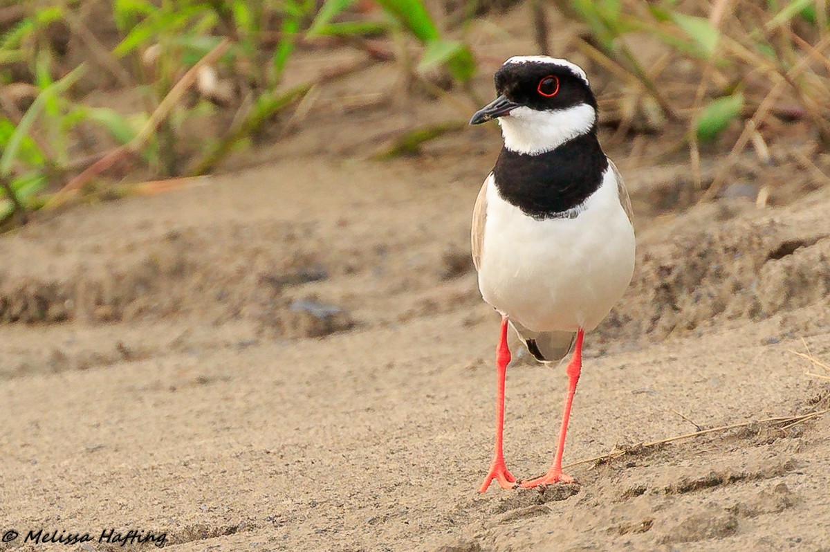 Pied Plover - Melissa Hafting