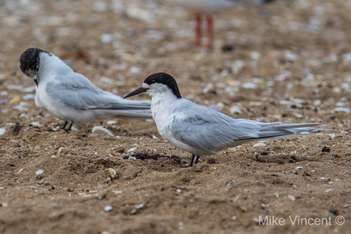 White-fronted Tern - ML139178551
